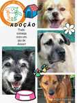 Adoção de cães -Focinhos & Bigodes Associação SFL.s