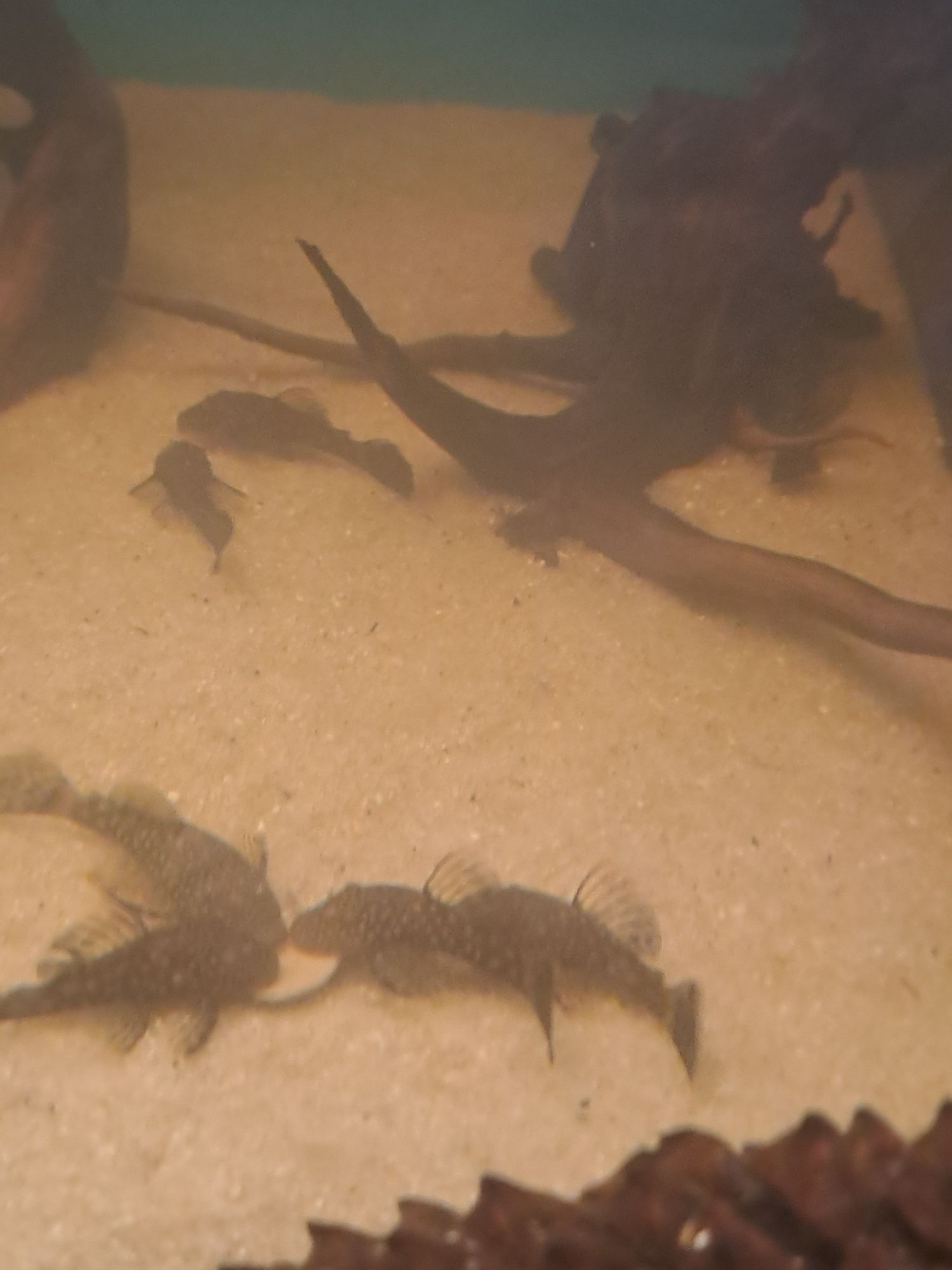 Ancistrus Sp e albinos