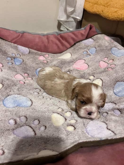 Cavalier King Charles Spaniel Zkwp FCI suczka