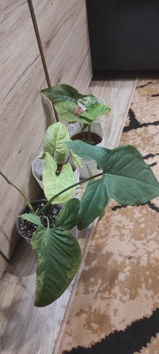 Mystery Box syngonium + gratis