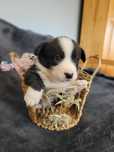 Welsh Corgi Cardigan FCI