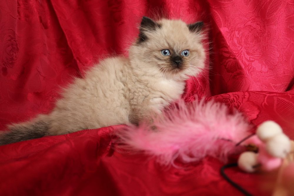 Кошенята невської маскарадної