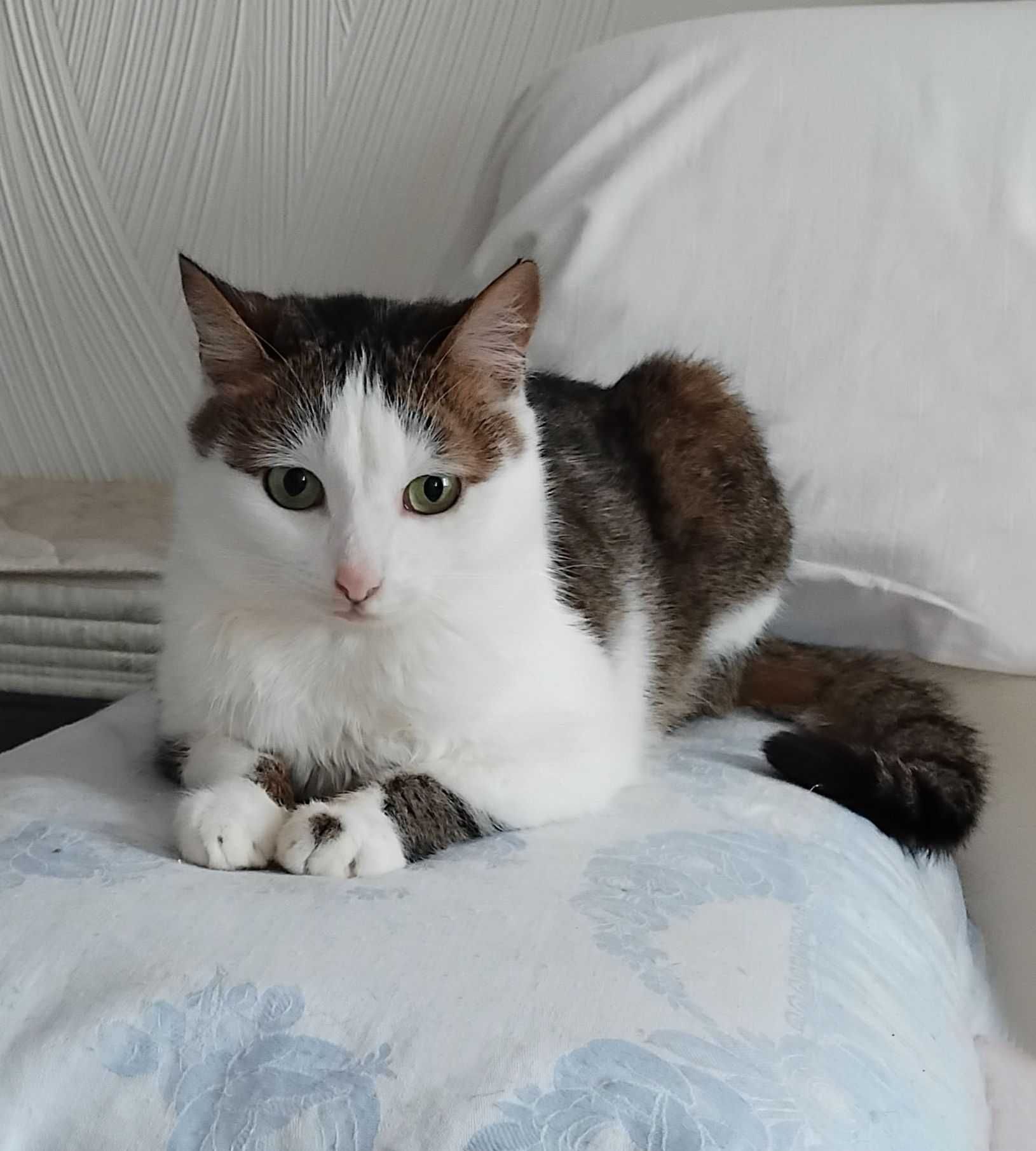 Егейський красунчик - котик Баррік