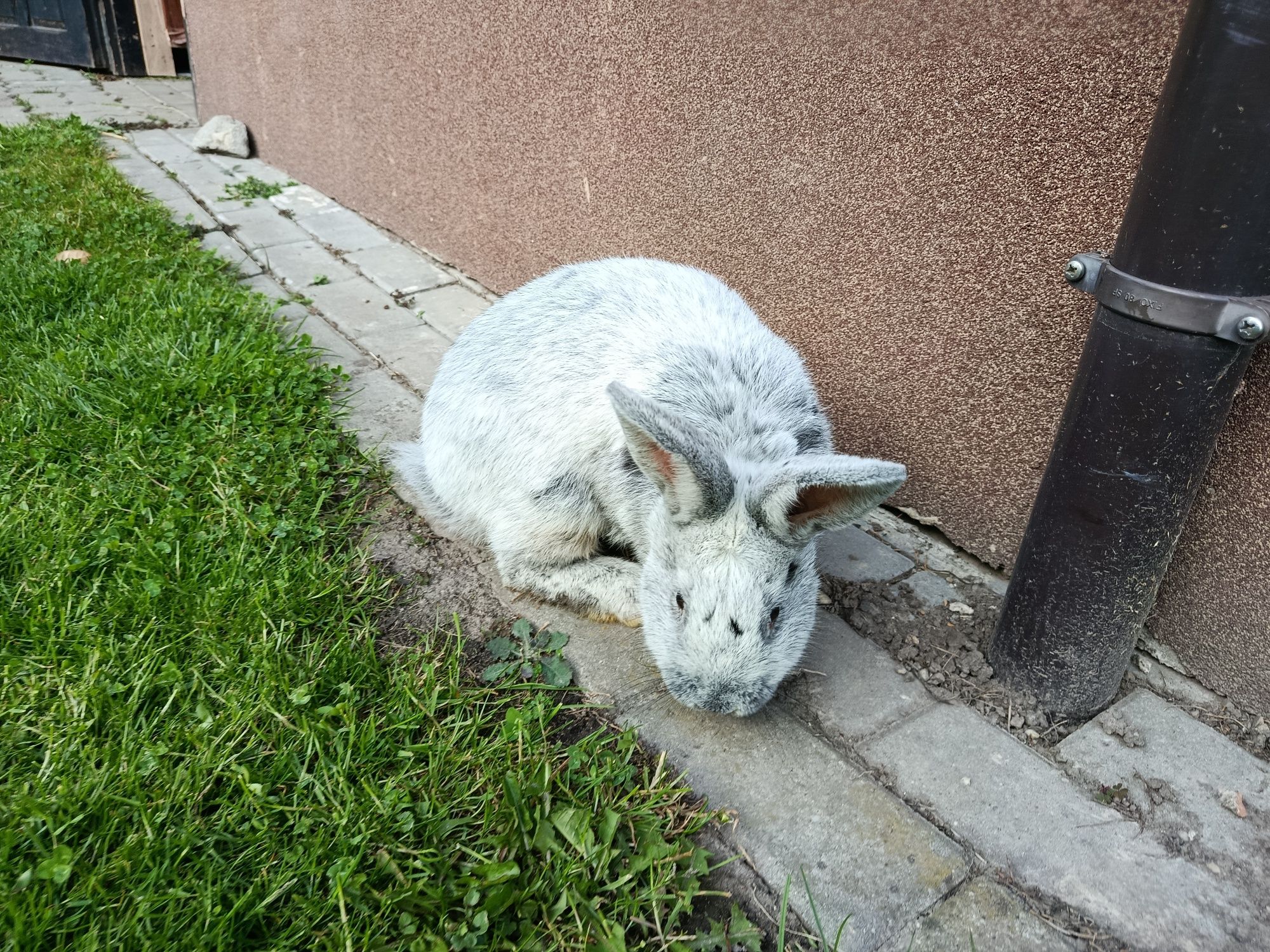 Królik samiec Wjs