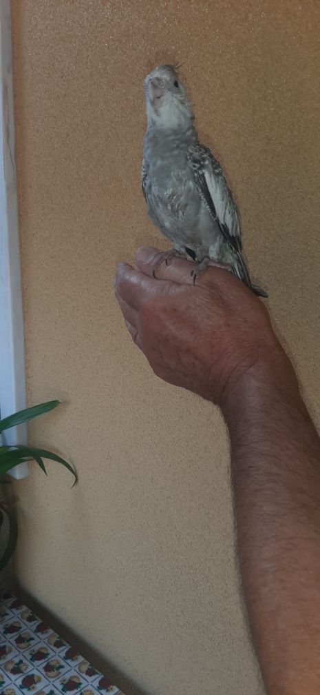 Vendo caturra criada à mão.