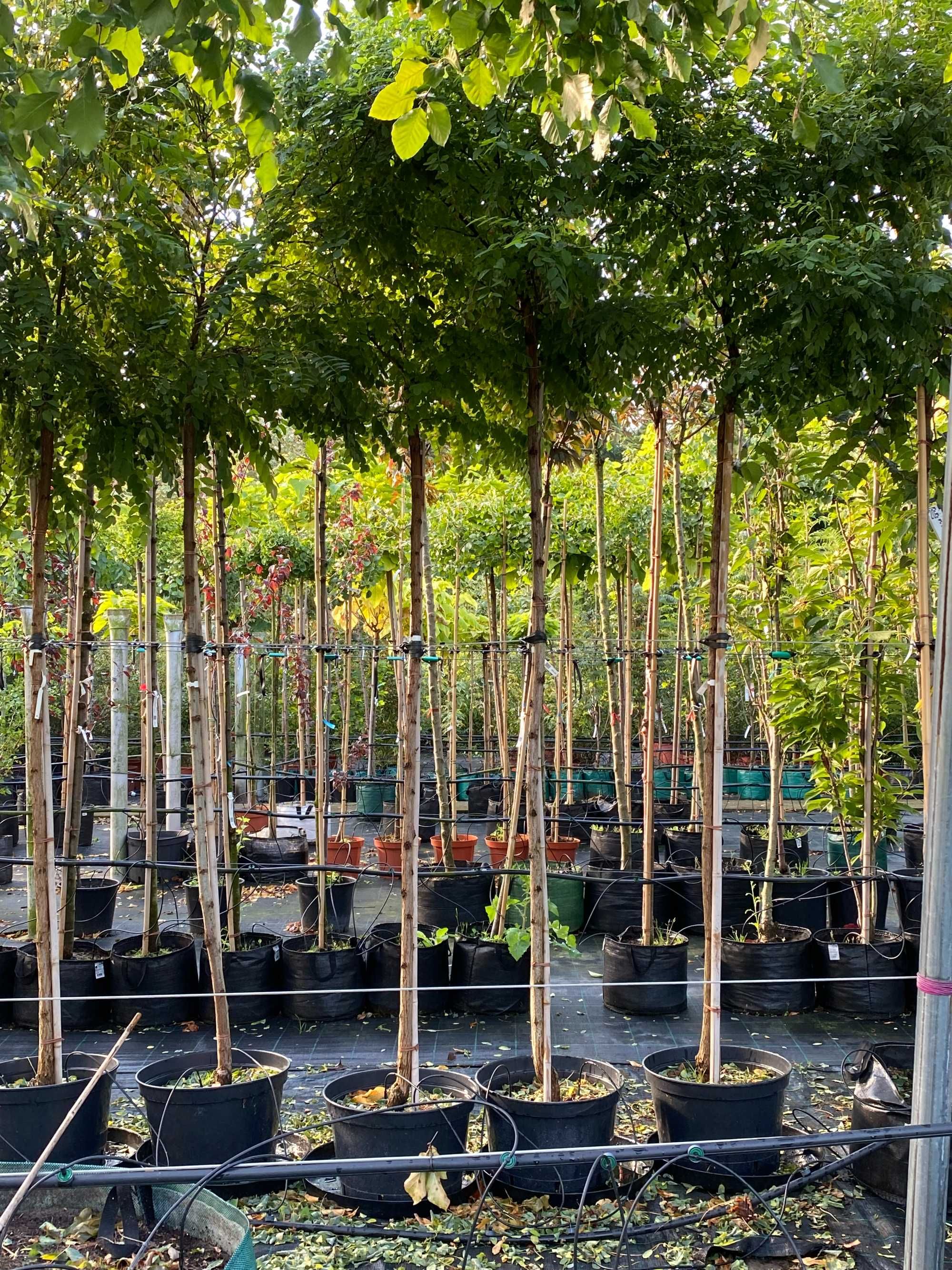 Robinia akacjowa UMBRACULIFERA Pa200