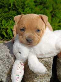 American Bully  jedyne w Polsce