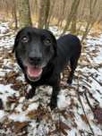 Suczka KAWKA rasy Labrador szuka domku