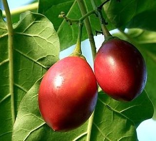 Abacateiros e Tamarilhos