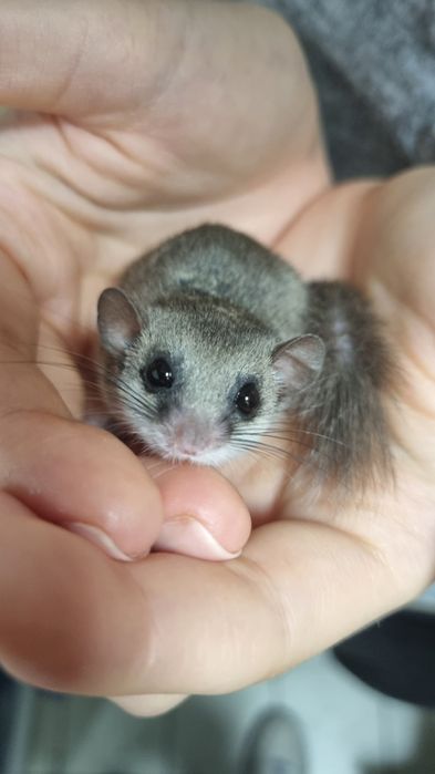 Popielica Afrykańska