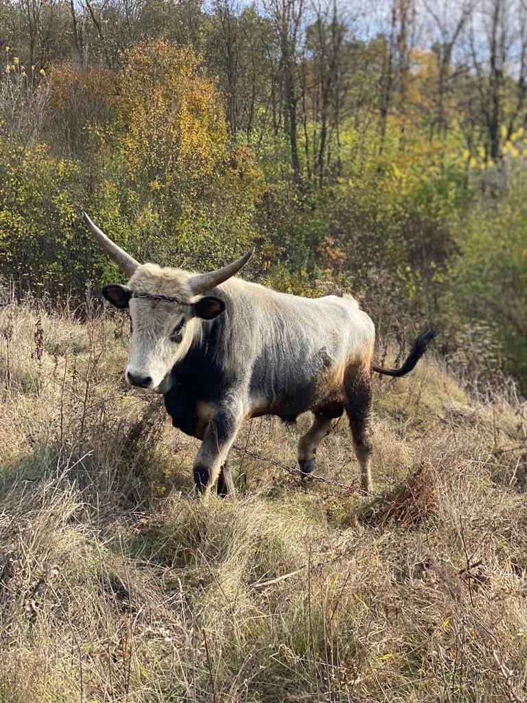 Продам бика угорської сірої худоби