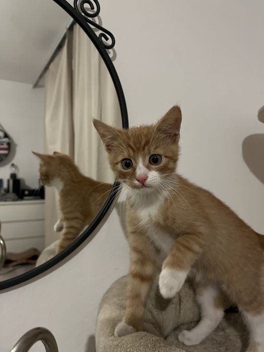 Oddam ok 3 miesięcznego kocura