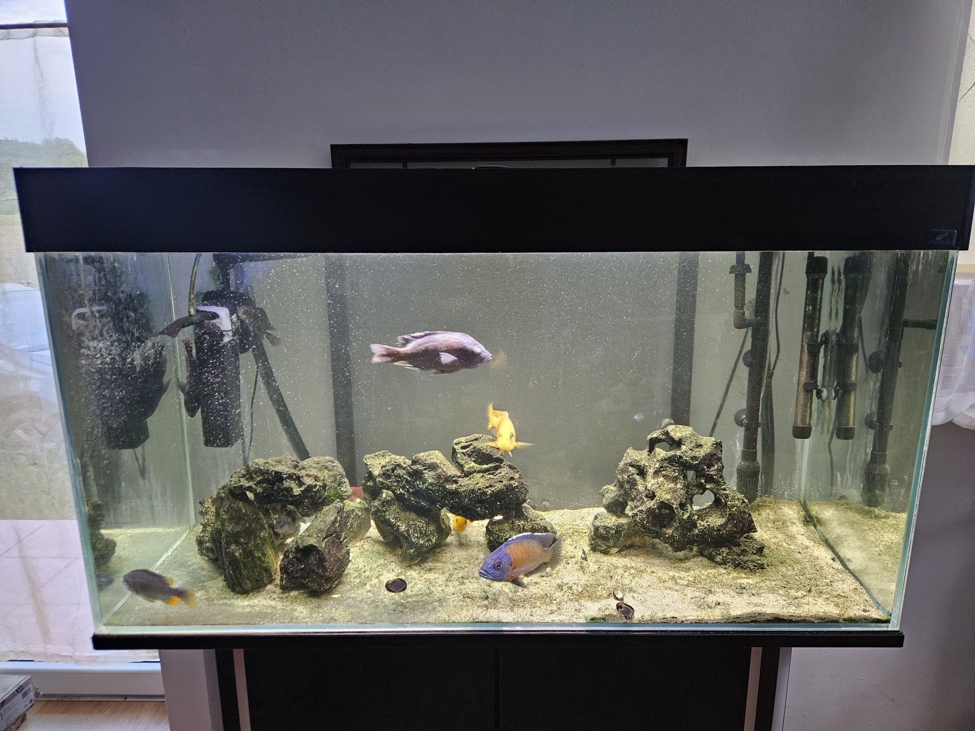 Akwarium 200l z szafką, filtr, oświetlenie + pyszczaki