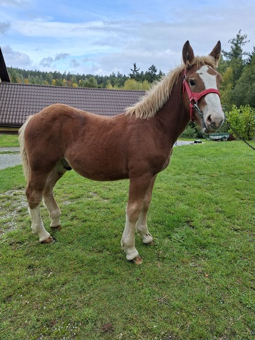 Sprzedam ogierka zimnokrwistego