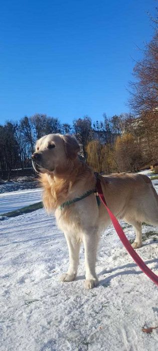 В'язка Золотистий Ретривер