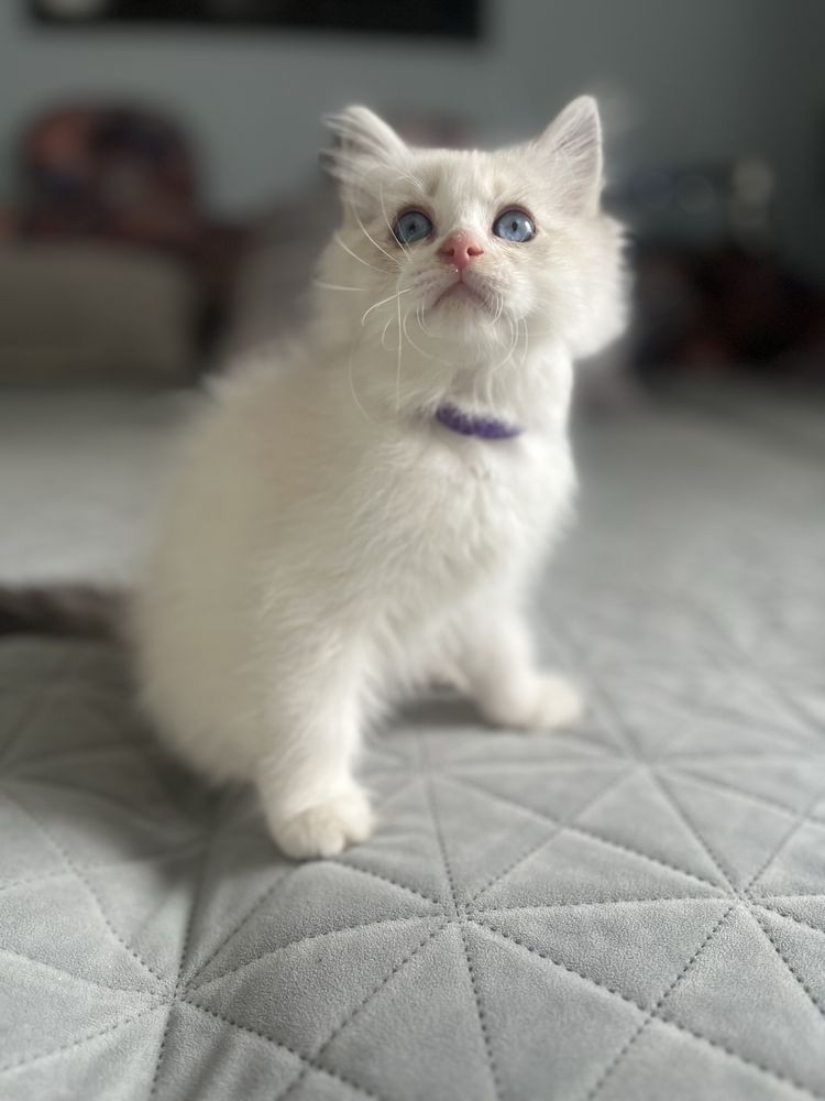 Ragdoll sliczny chlooczyk