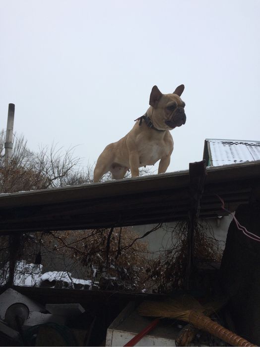 продам девочку фран.бульдога