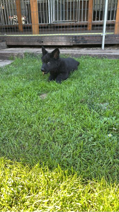 Owczarek staroniemiecki