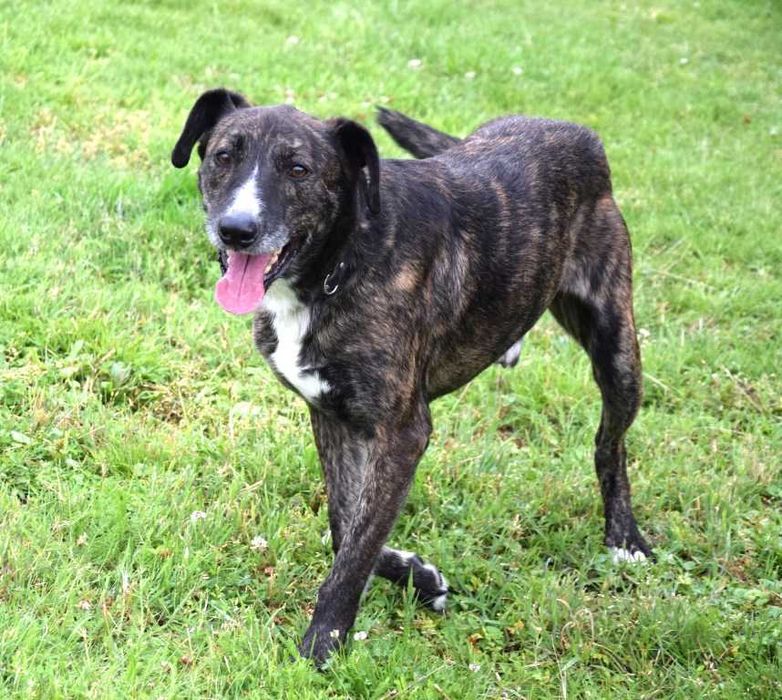 CZESTER wrażliwy, kochany piesek szuka domu