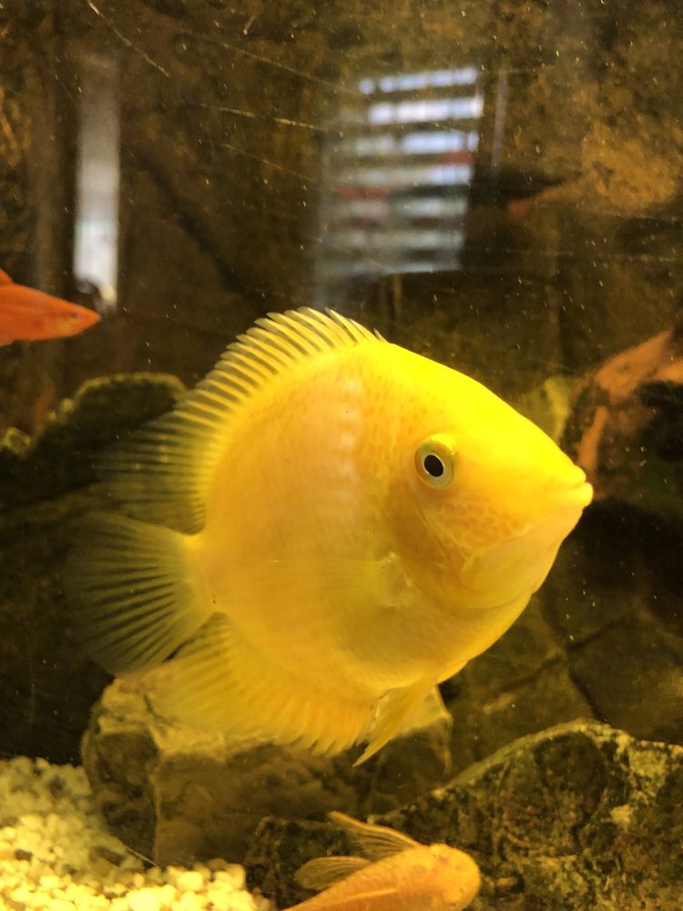 2 x Ryba paletka