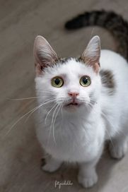 LUKIER - kociak szuka domku tymczasowego lub stałego dla siebie