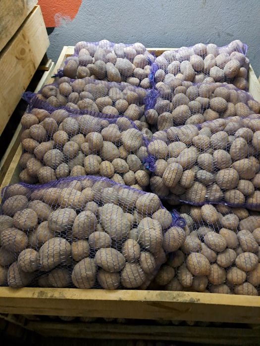 Ziemniaki żółte jadalne sadzeniaki odpadowe soraya corinna