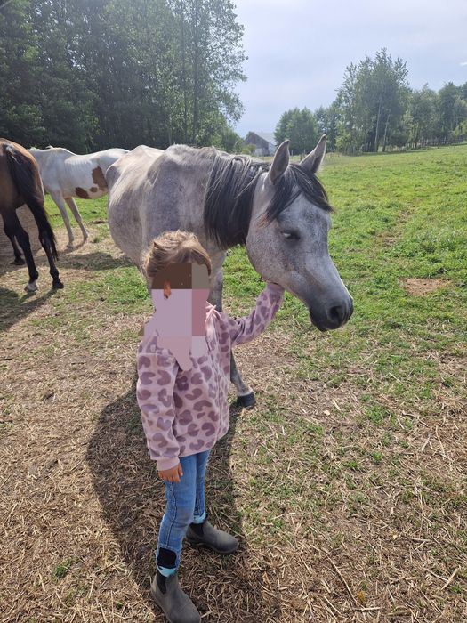 arab, czysta krew arabska wałach,