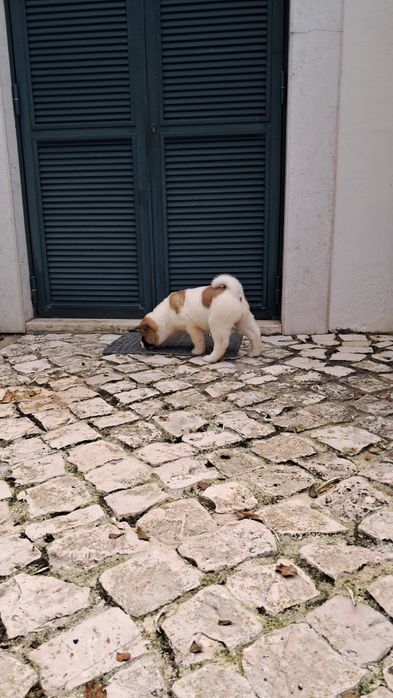 Akita Americano Fêmea máscara