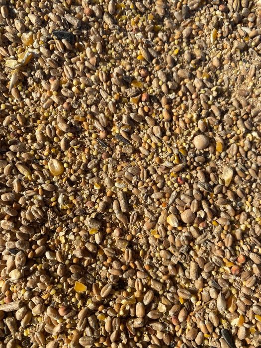 Pasza dla kur niosek SYPKA Pełne Ziarno 25 kg Hurtownia Pasz - DOWÓZ