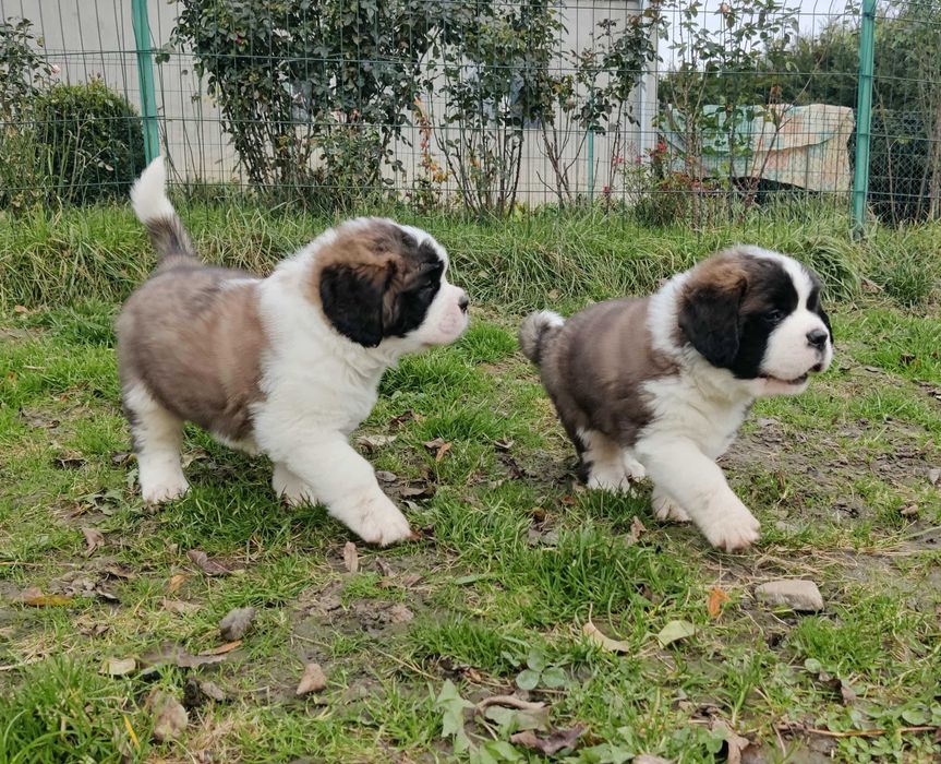 Długowłosy bernardyn piękny chłopiec z rodowodem FCI