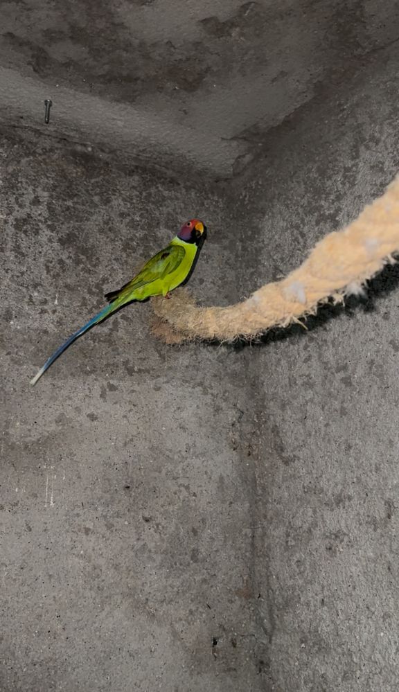 Vendo lote de aves ou troco