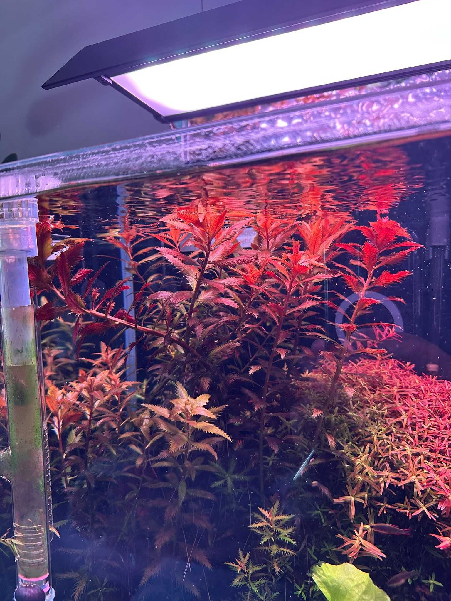 Proserpinaca Palustris (Pełzacz Bagienny) 5 szt. - hodowla podwodna