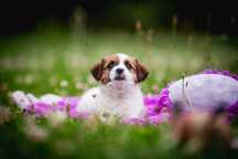 Jack Russell Terrier ZKwP FCI