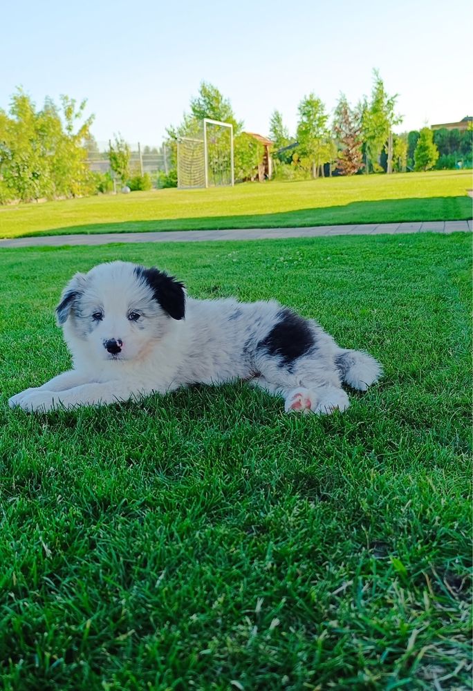 Piesek border collie