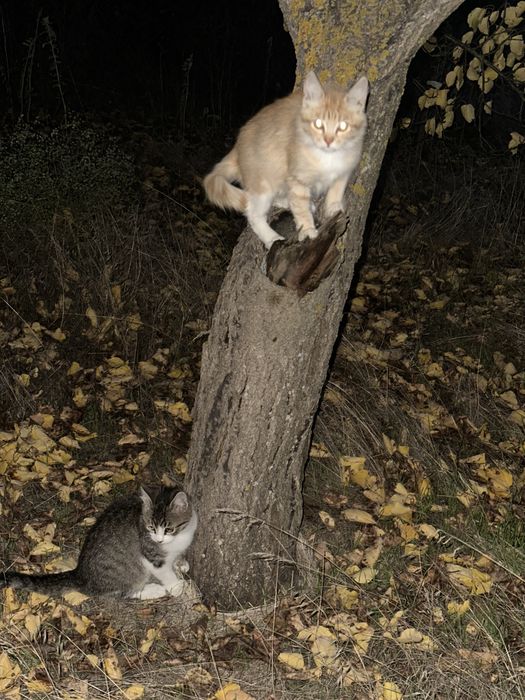 Срочно! Наймиліші грайливі кошенята, хлопик  та дівчинка 4 місяця!