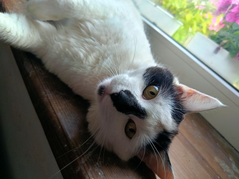 Przepiękny kocur Pixel