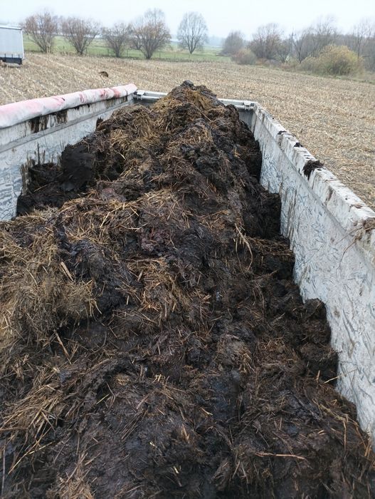 Obornika bydlęcy od krów krowi dostawy 25 ton