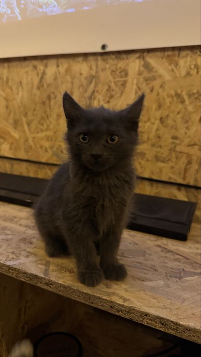 Кішечка, кошеня, два котика