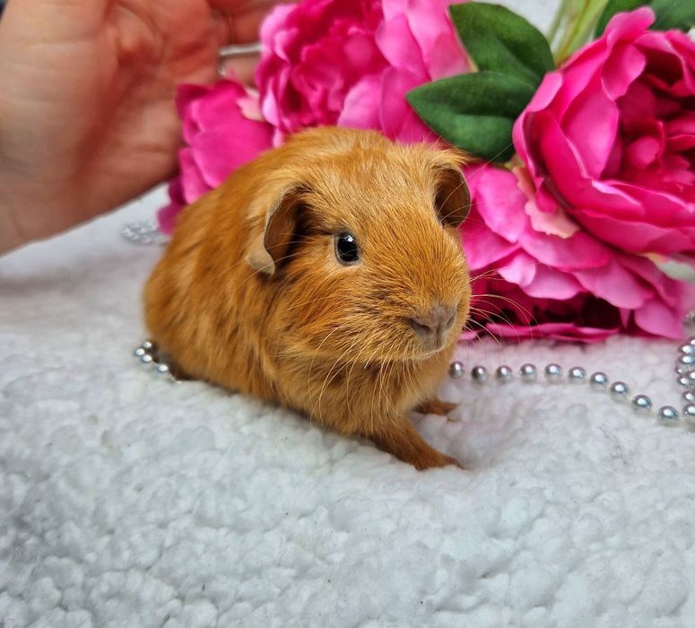 Морская свинка американская вислоухая рыжая, морские свинки