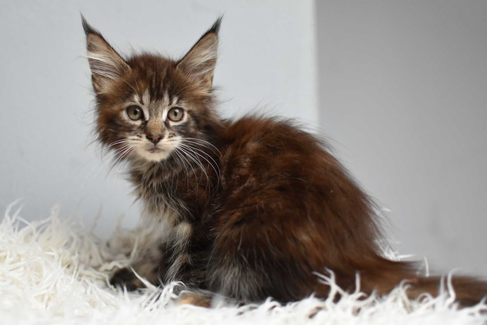 Kotka Maine Coon/Rodowód FPL
