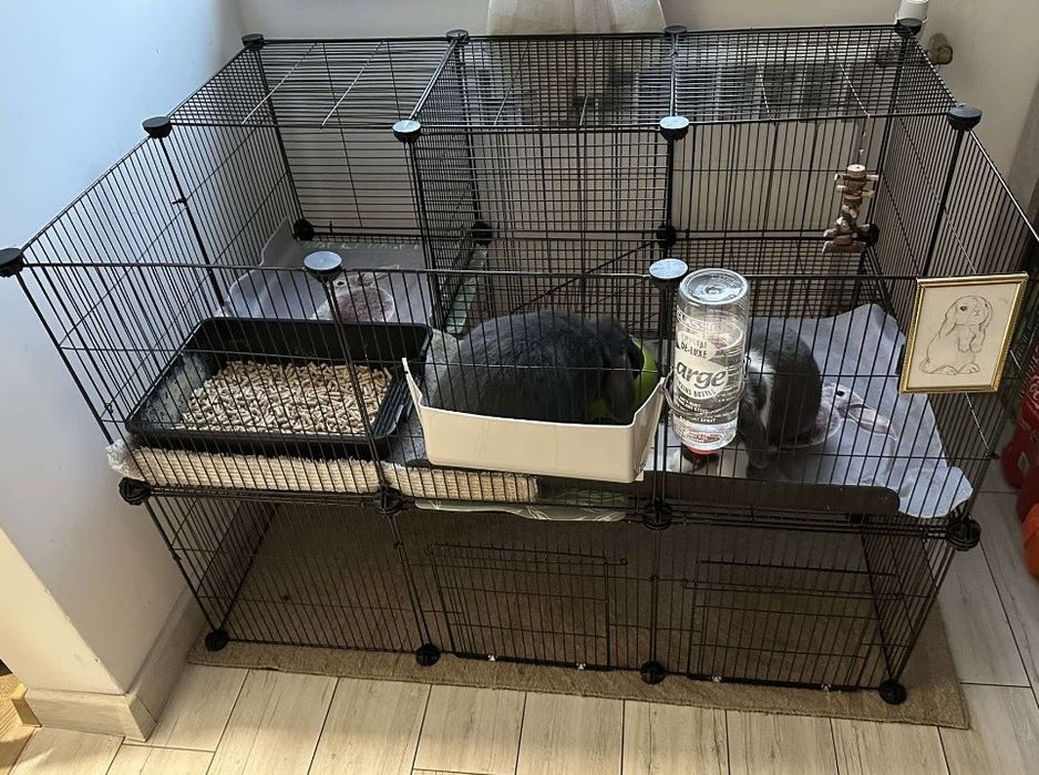 2 urocze króliki MiniLop - chłopiec 1.5 roku + dziewczynka 2 lata