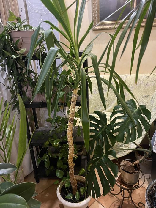 Пальми та плетучі