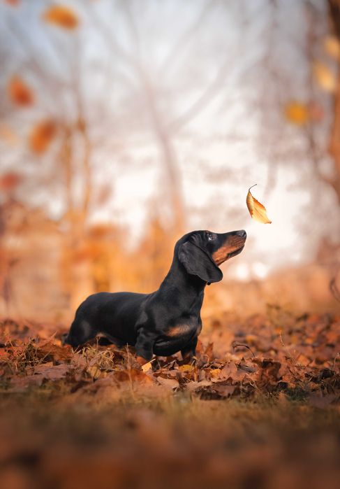 Неймовірний хлопчик. Такса мініатюрна. Професійний розплідник.