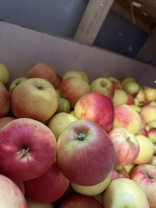 Доброго дня Продаю яблука домашнього вирощування