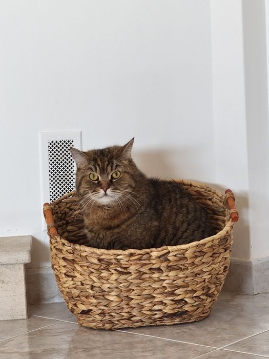 Casal de British Shortair para dar