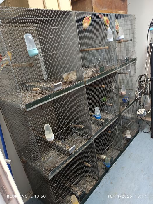 Viveiros com 9 divisões