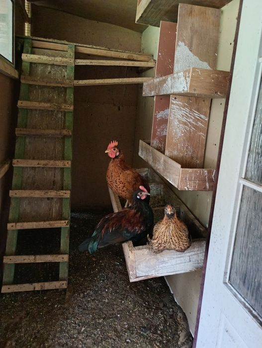 Sprzedam  koguty liliputy