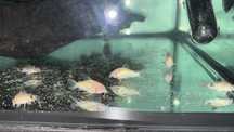 Corydora albina