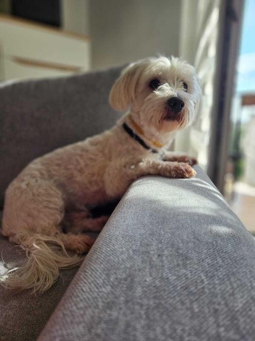 Oddam psa w dobre ręce