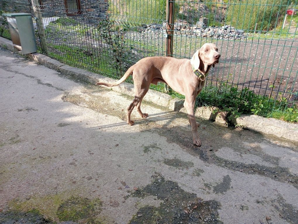 Braco weimaraner